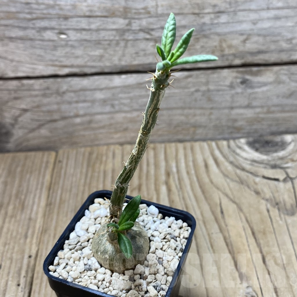 SHPR41343 Pachypodium succulentum - Image 2