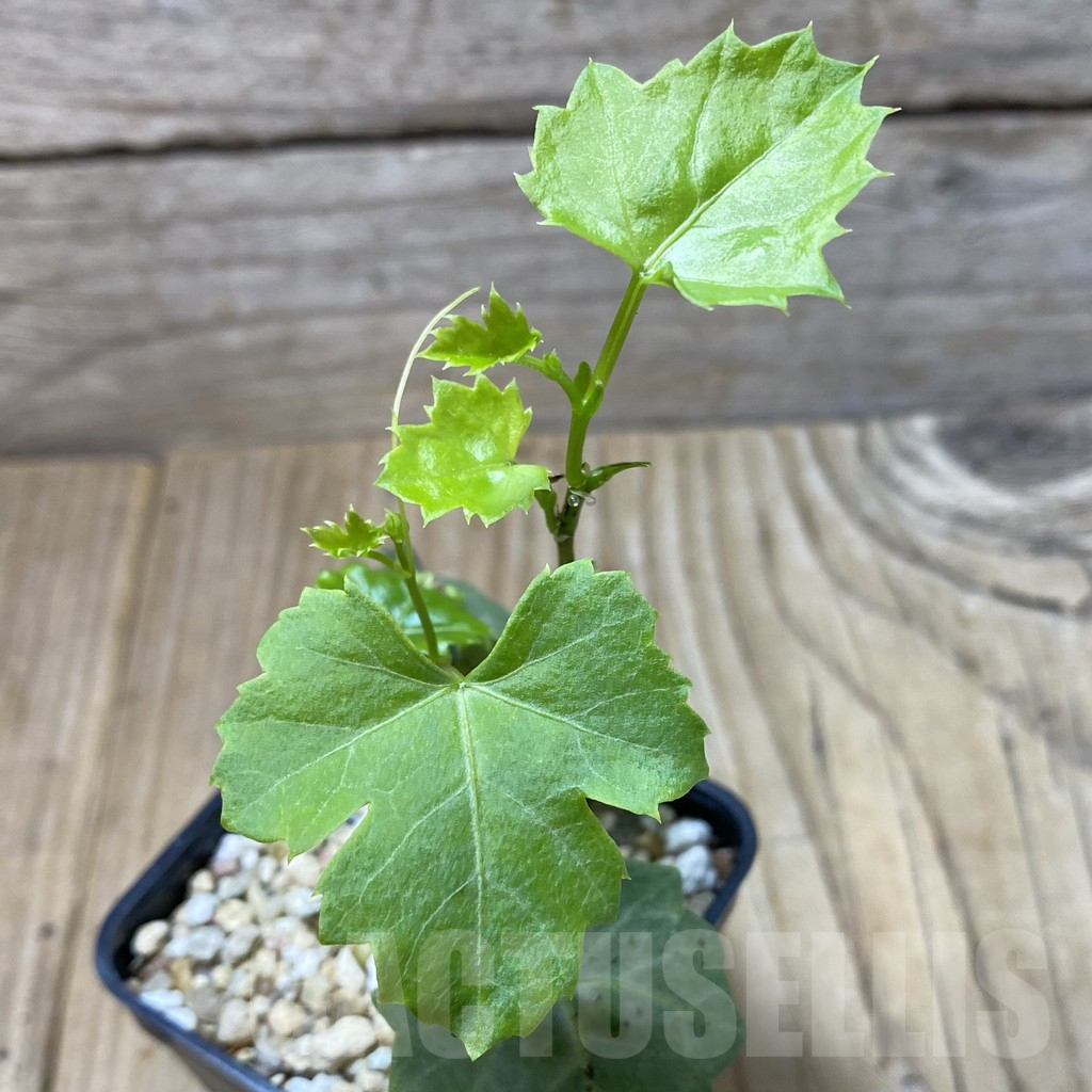 SHPR41344 Cissus trifoliata