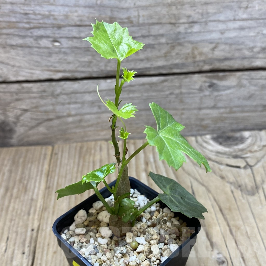 SHPR41344 Cissus trifoliata - 画像 (2)