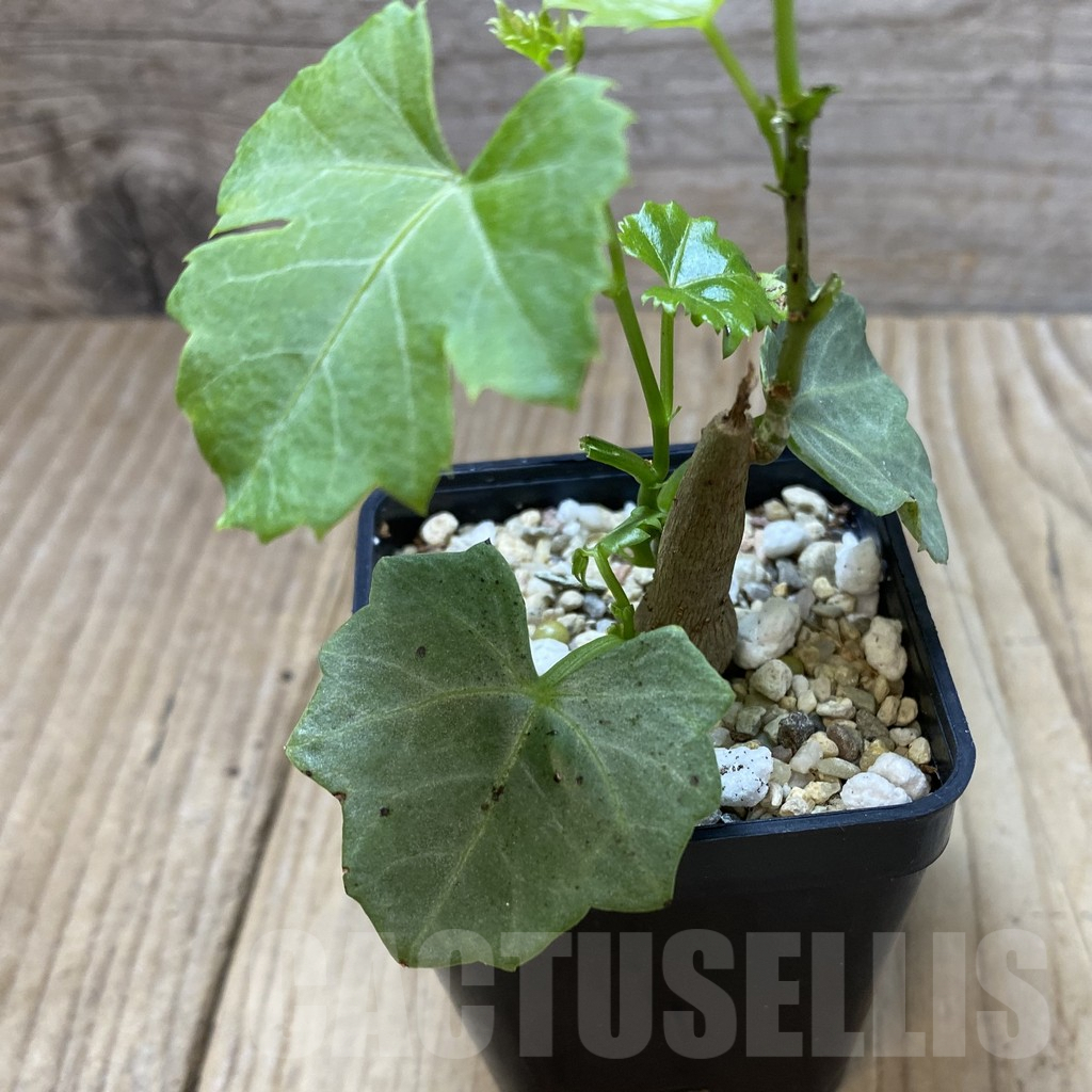 SHPR41344 Cissus trifoliata - 画像 (3)