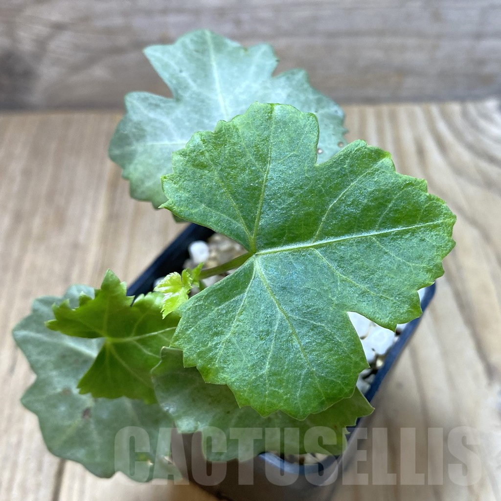 SHPR41345 Cissus trifoliata