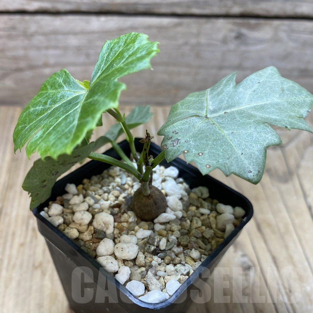 SHPR41345 Cissus trifoliata - Image 2