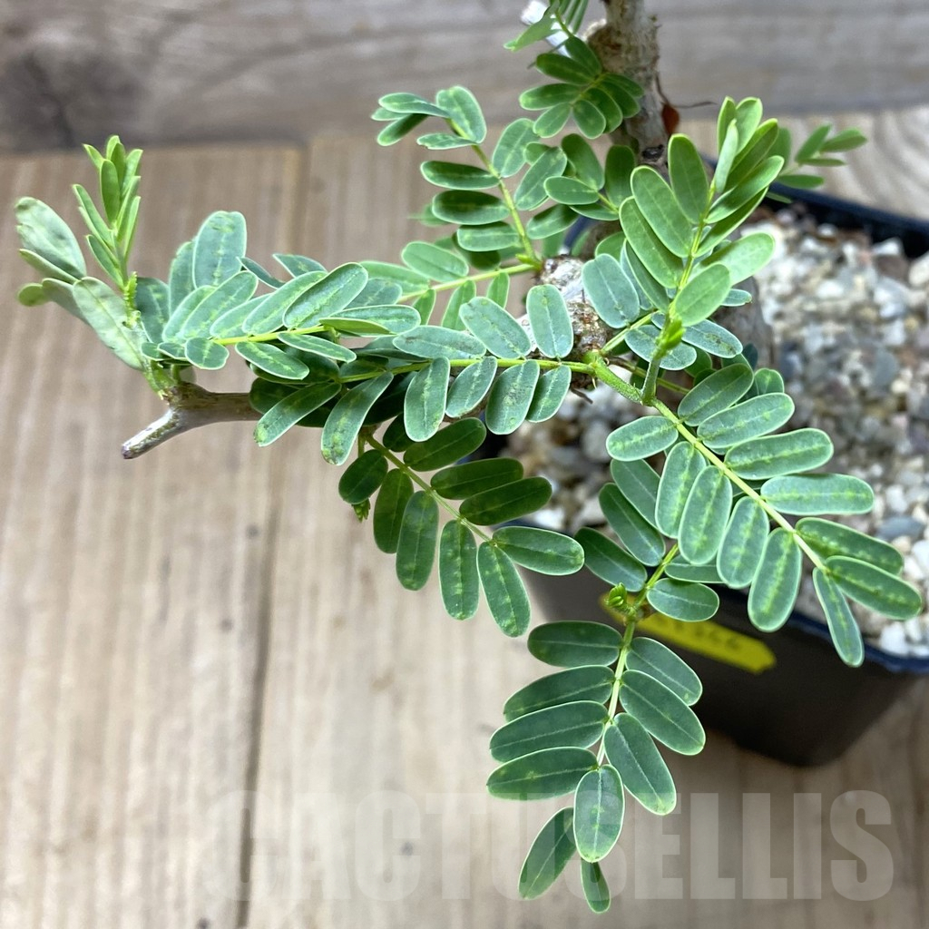 SHPR41346 Senna meridionalis - Image 2