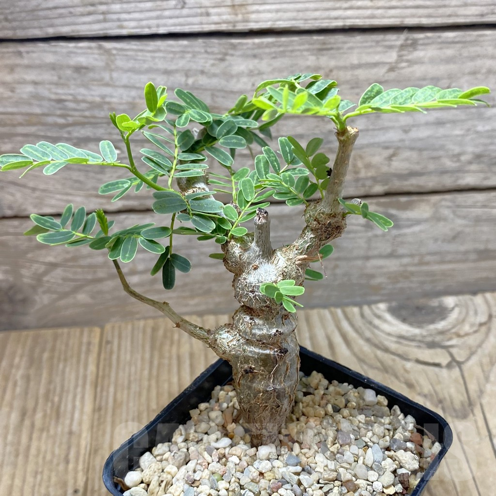 SHPR41346 Senna meridionalis