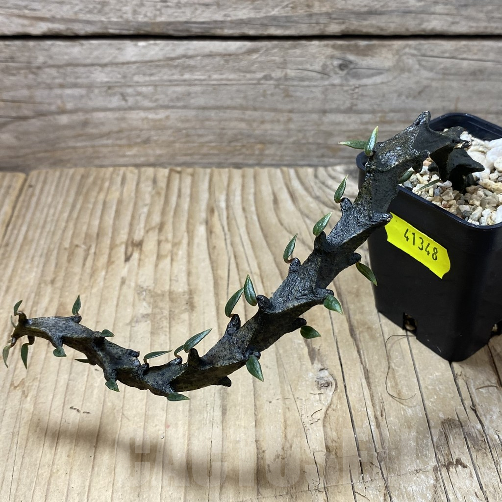 SHPR41348 Ceropegia bosseri - 画像 (2)