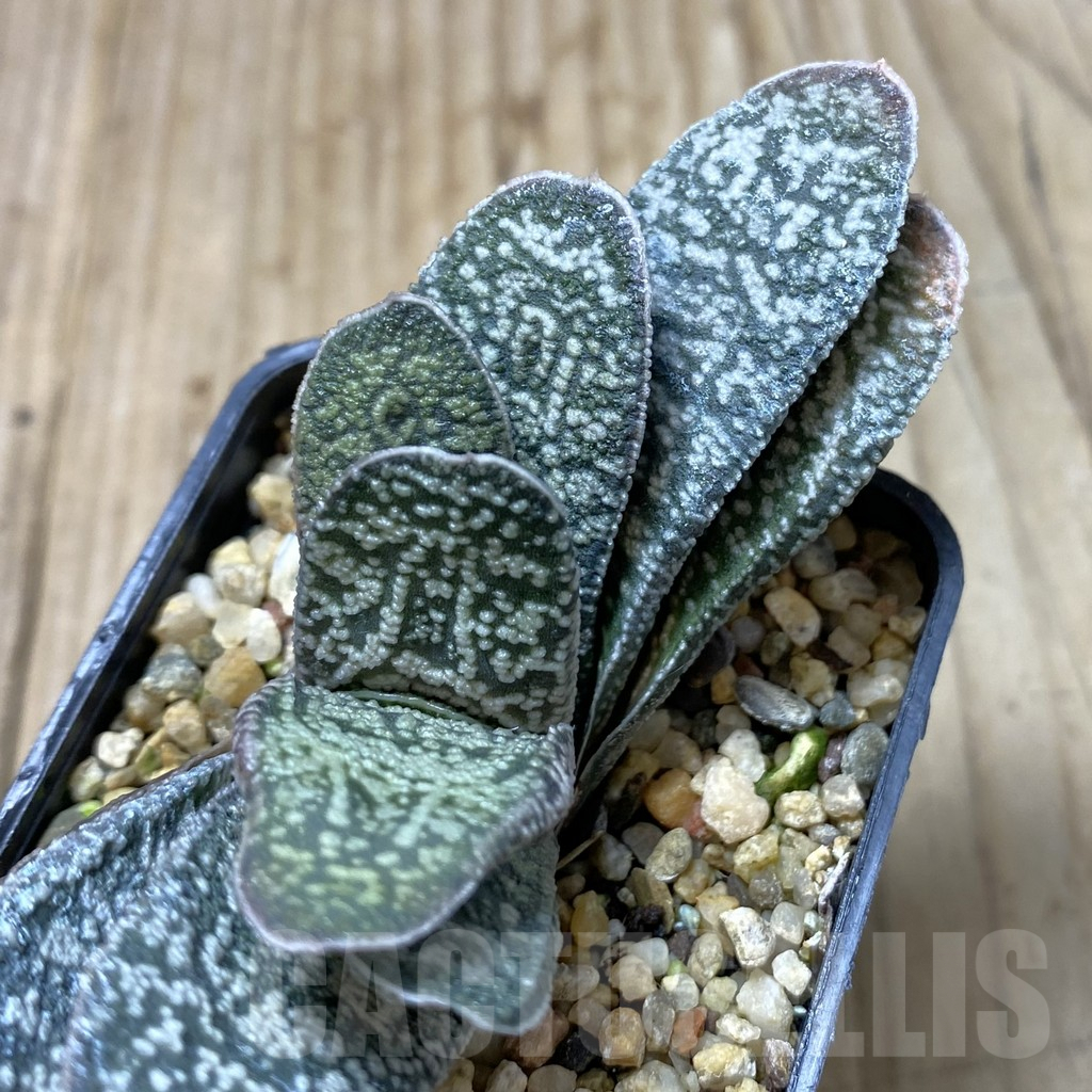 SHPR41349 Gasteria ellaphieae x baylissiana x ?