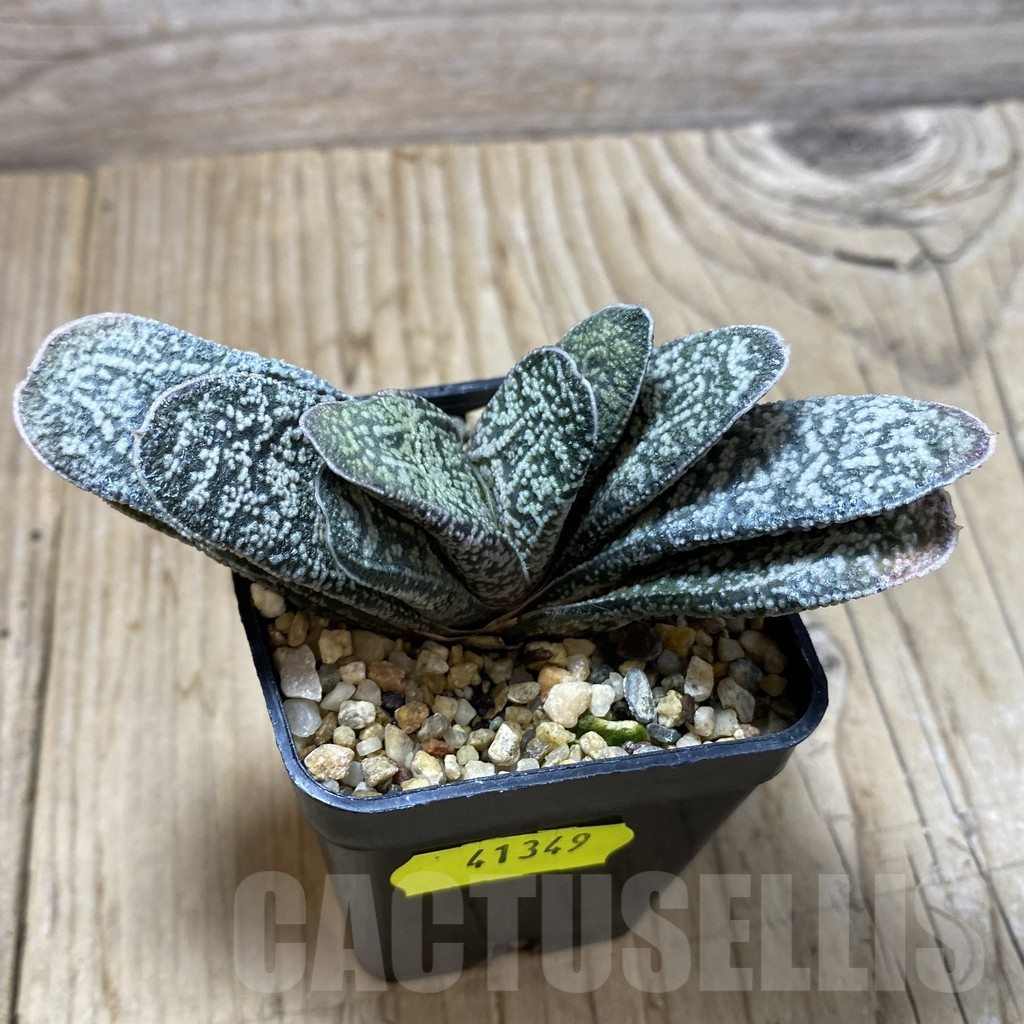 SHPR41349 Gasteria ellaphieae x baylissiana x ? - 画像 (2)