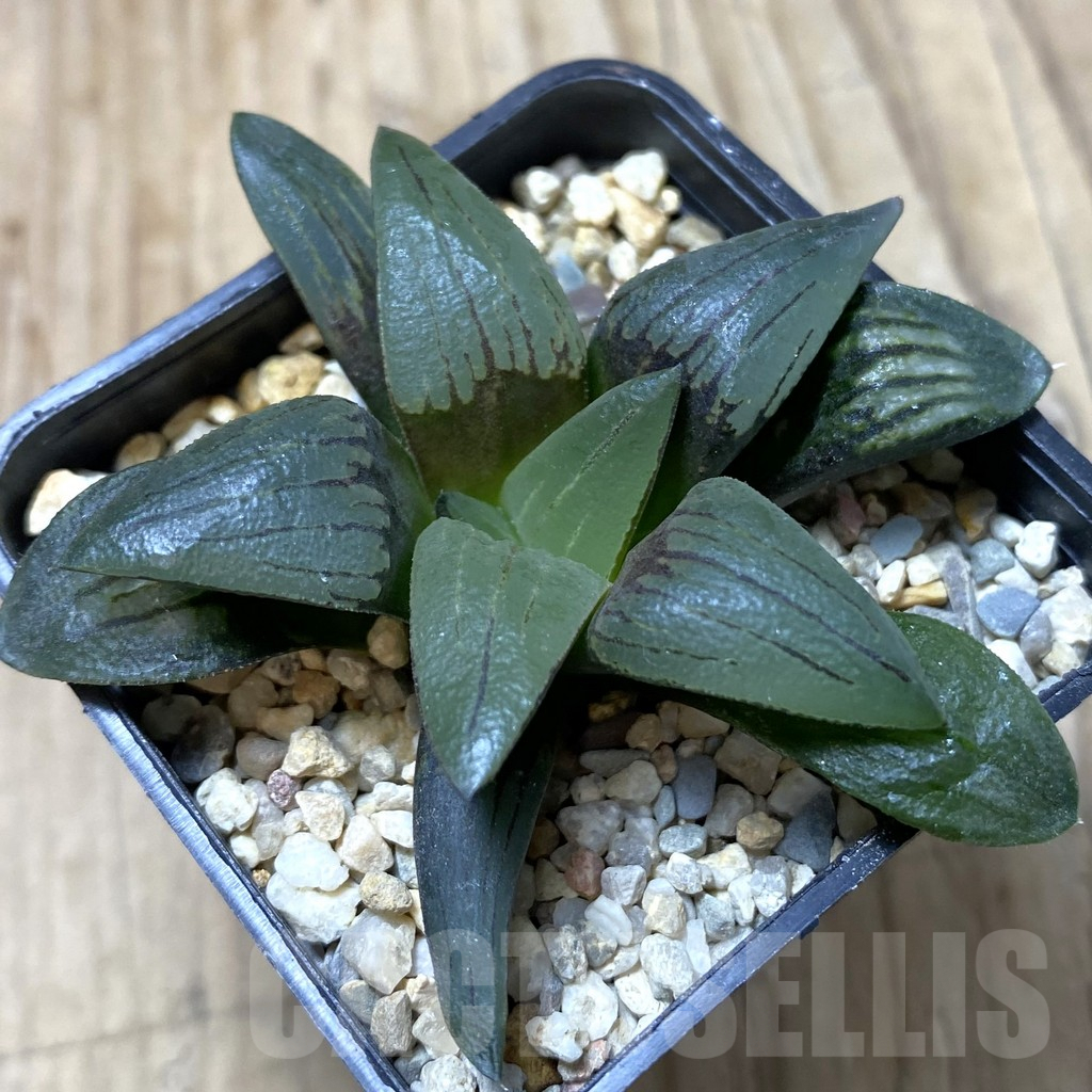 SHPR41350 Haworthia atrofusca -Japan-