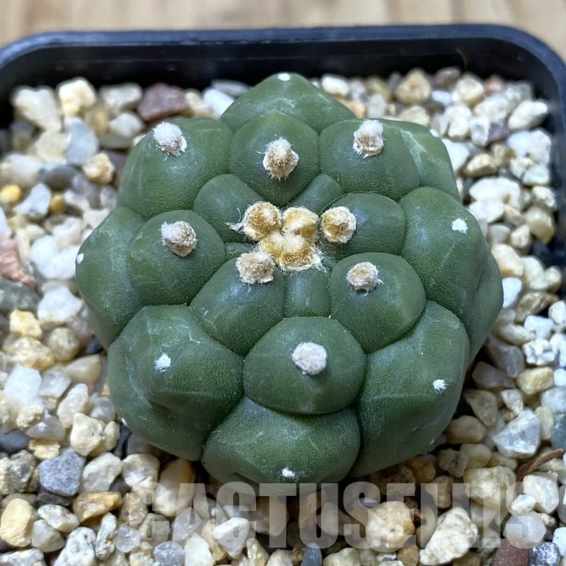 SH1228 Astrophytum asterias ‘Kikko’