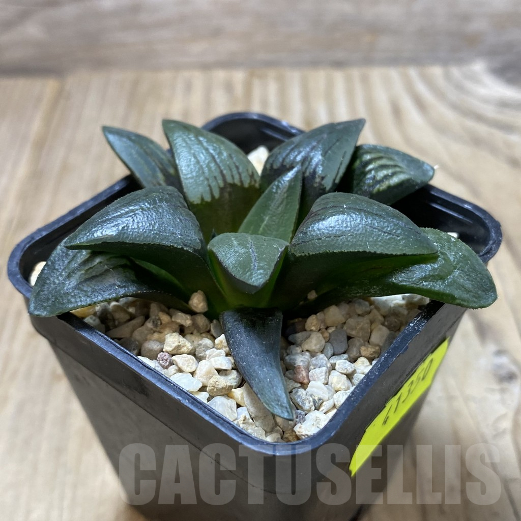 SHPR41350 Haworthia atrofusca -Japan- - Image 2