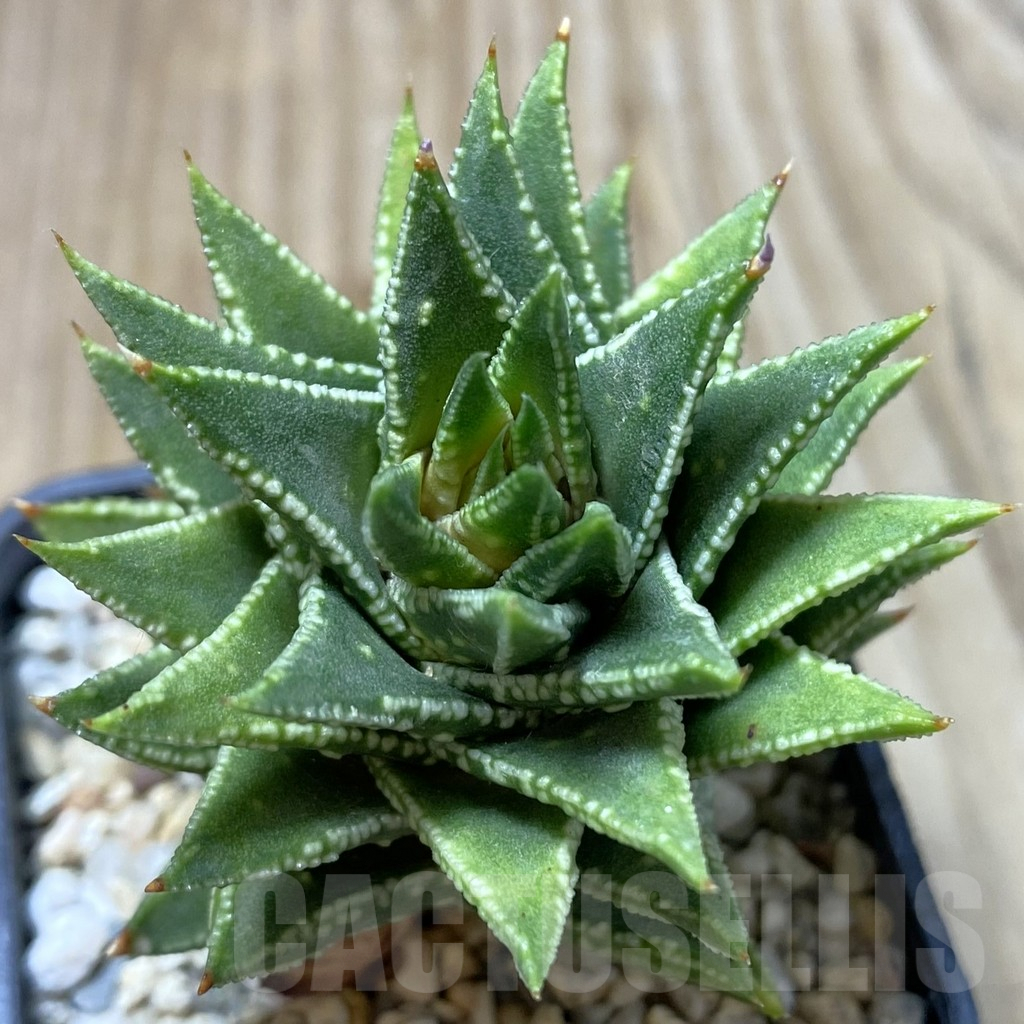 SHPR41351 Astroloba foliolosa x Haworthia pumila - immagine 2