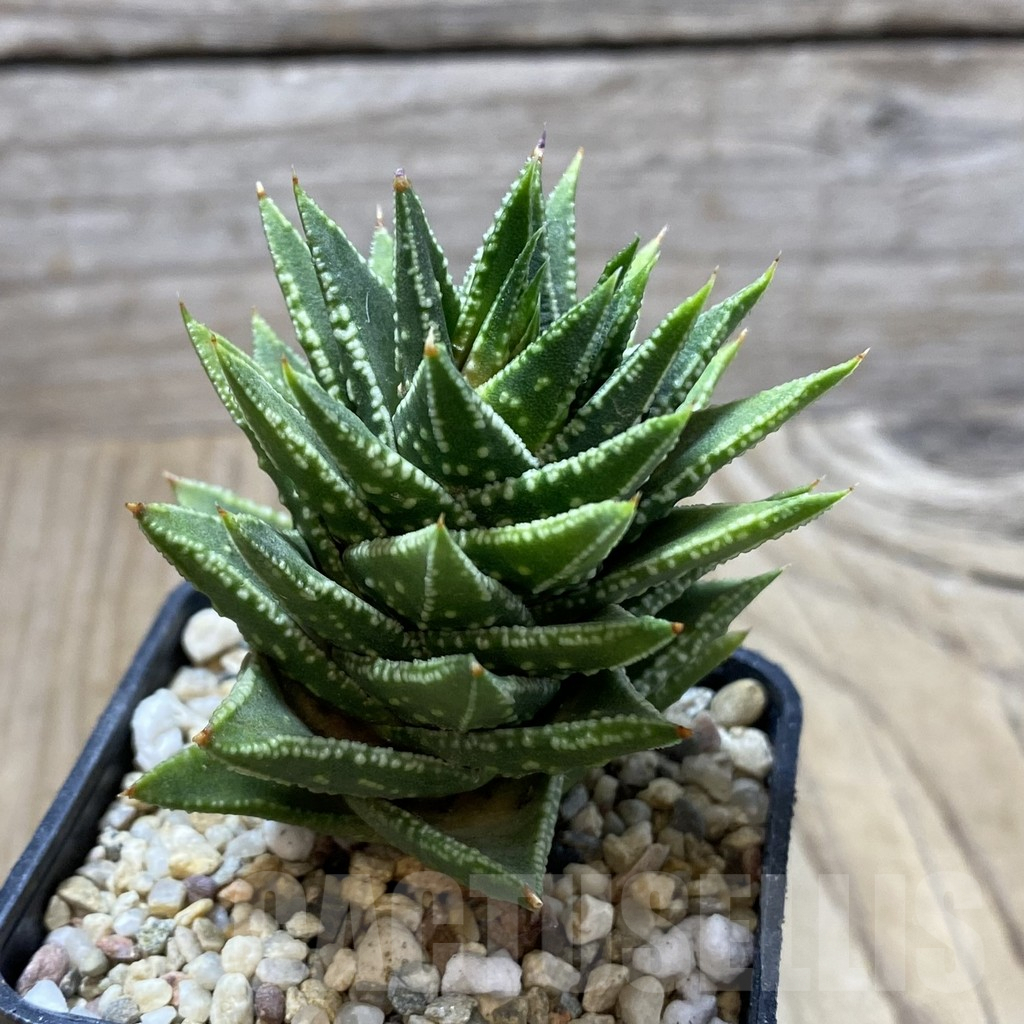 SHPR41351 Astroloba foliolosa x Haworthia pumila