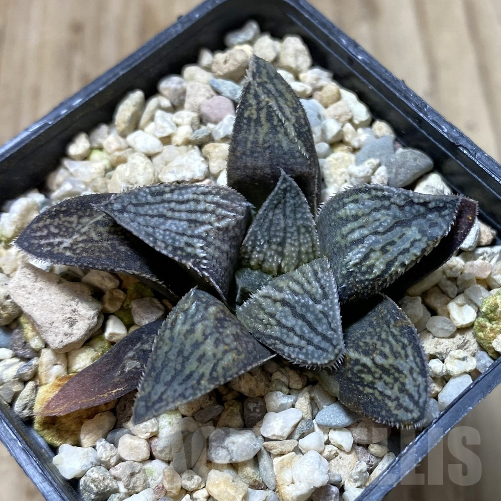 SHPR41355 Haworthia splendens 'Hakuja' hybrid