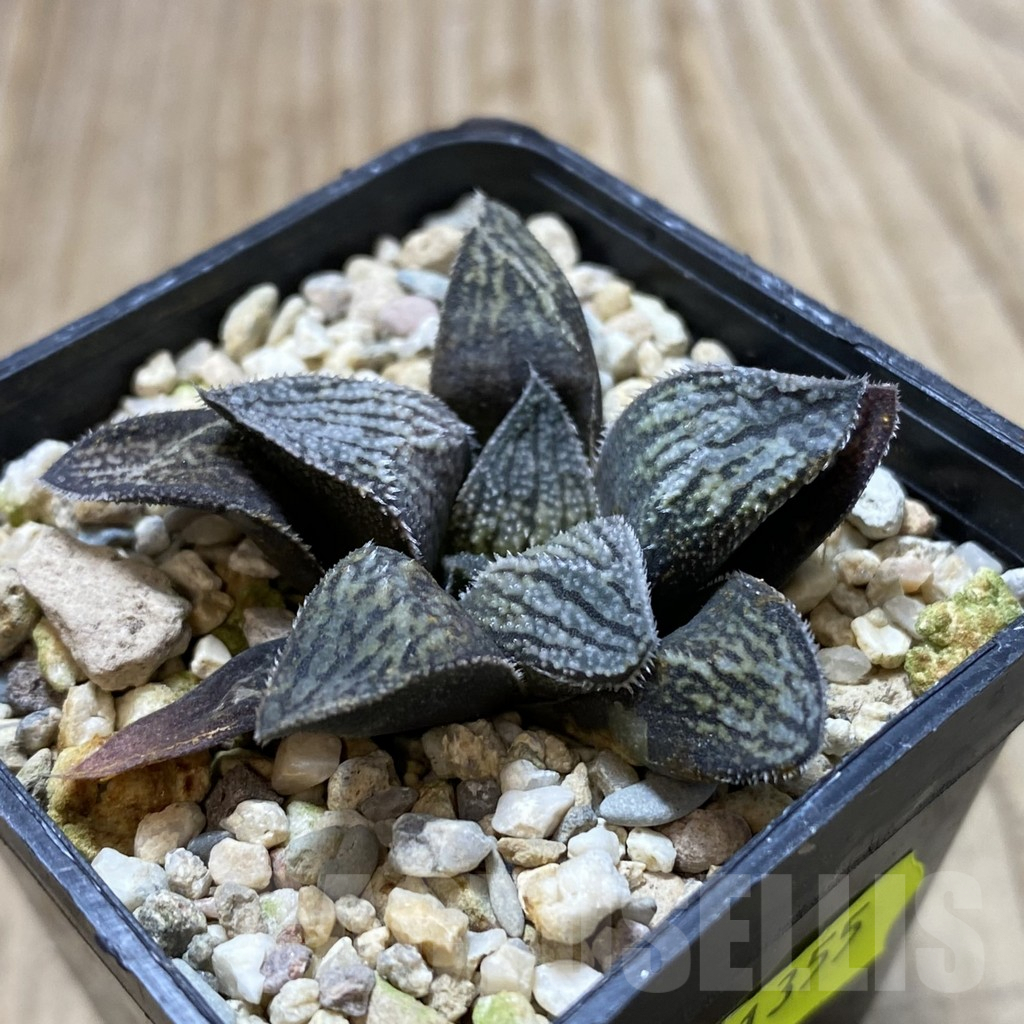 SHPR41355 Haworthia splendens 'Hakuja' hybrid - Зображення 2