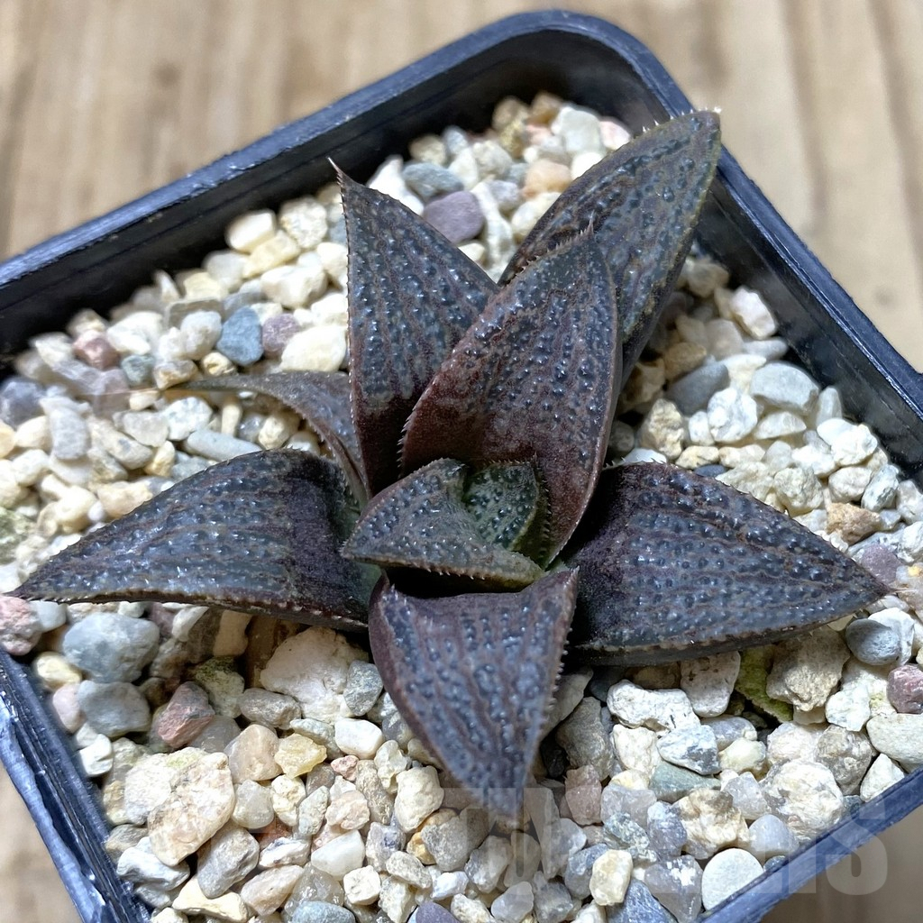 SHPR41356 Haworthia magnifica v. splendens hybrid
