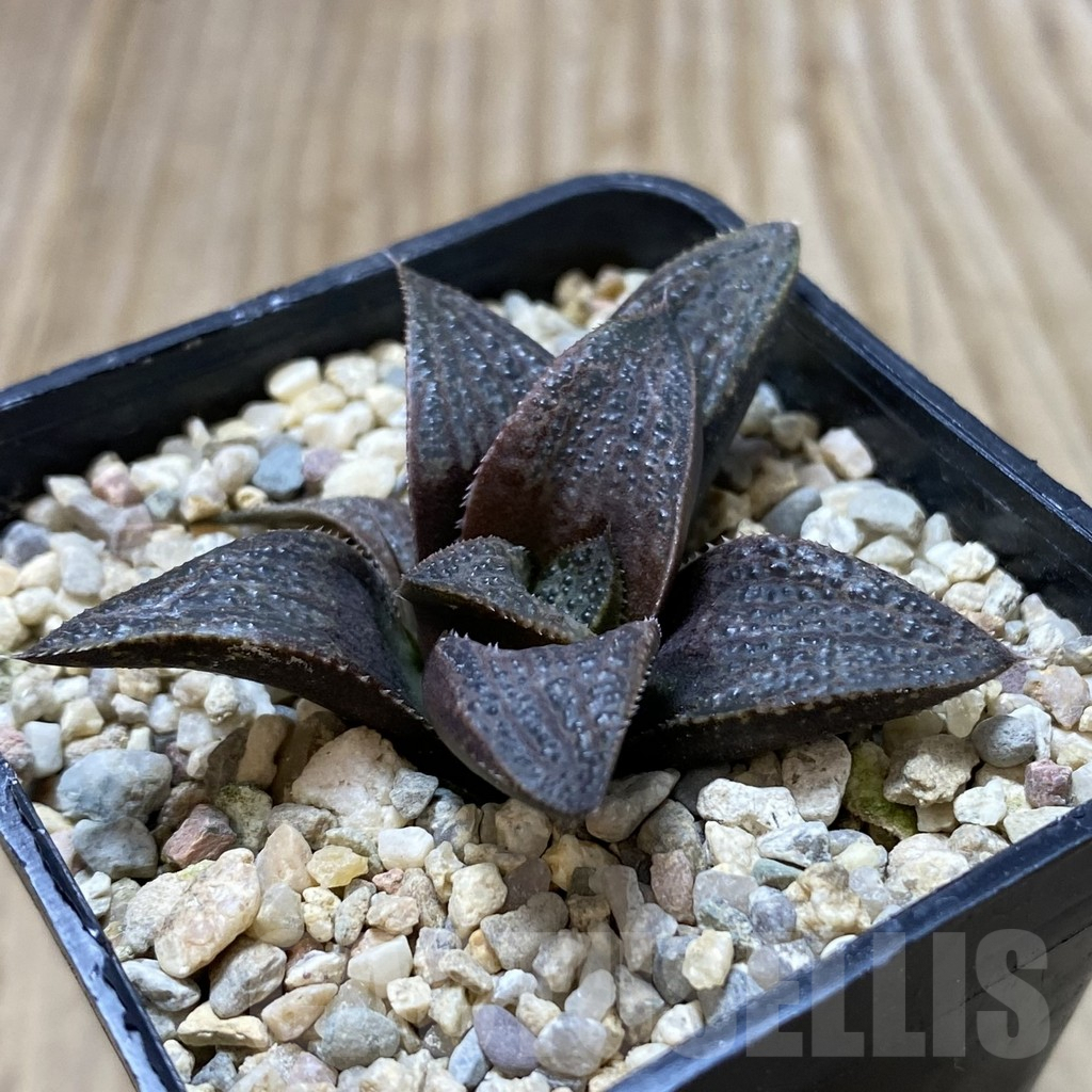 SHPR41356 Haworthia magnifica v. splendens hybrid - immagine 2