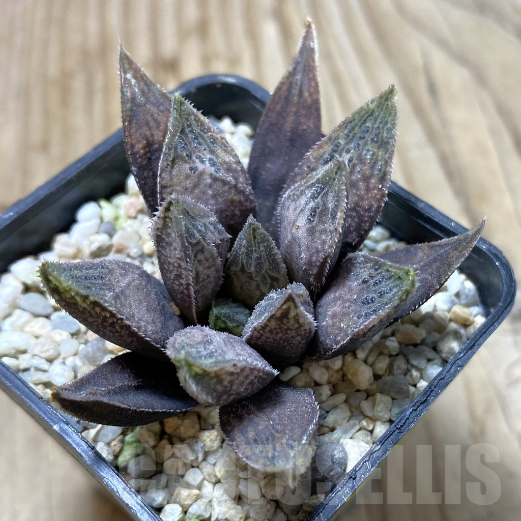 SHPR41360 Haworthia hybrid
