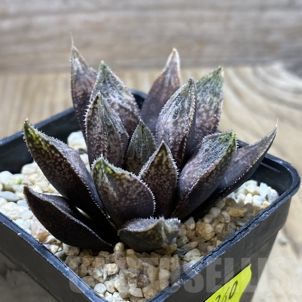 SHPR41360 Haworthia hybrid - Image 2