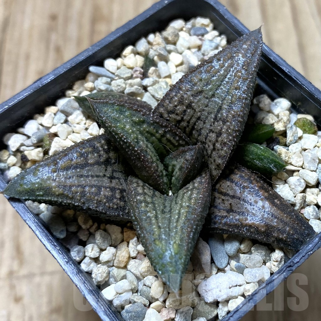 SHPR41362 Haworthia ‘Kintaikyo’