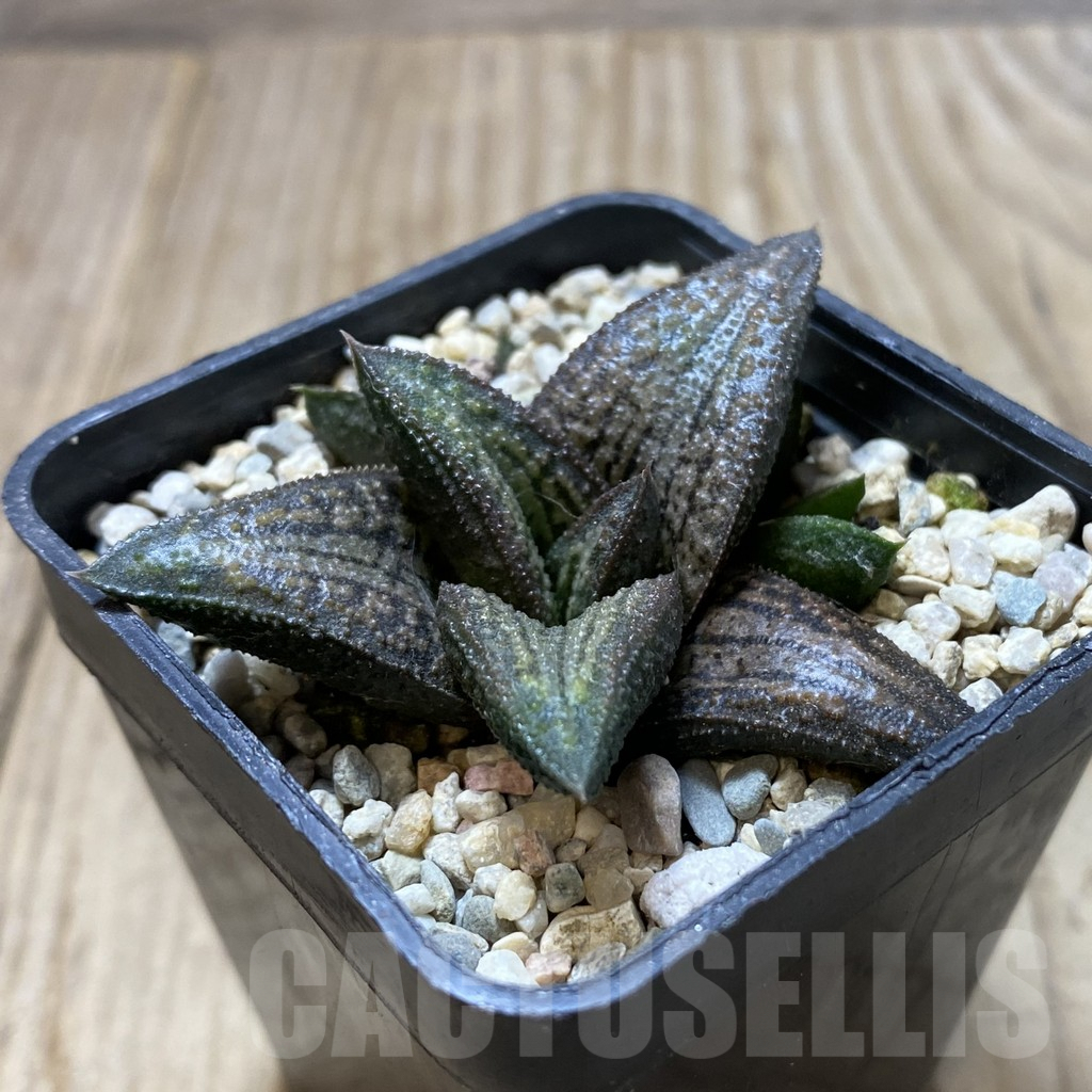 SHPR41362 Haworthia ‘Kintaikyo’ - Obrázek 2