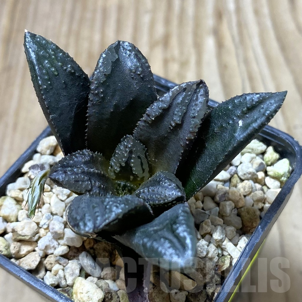 SHPR41363 Haworthia ‘Oniyome’ hybrid