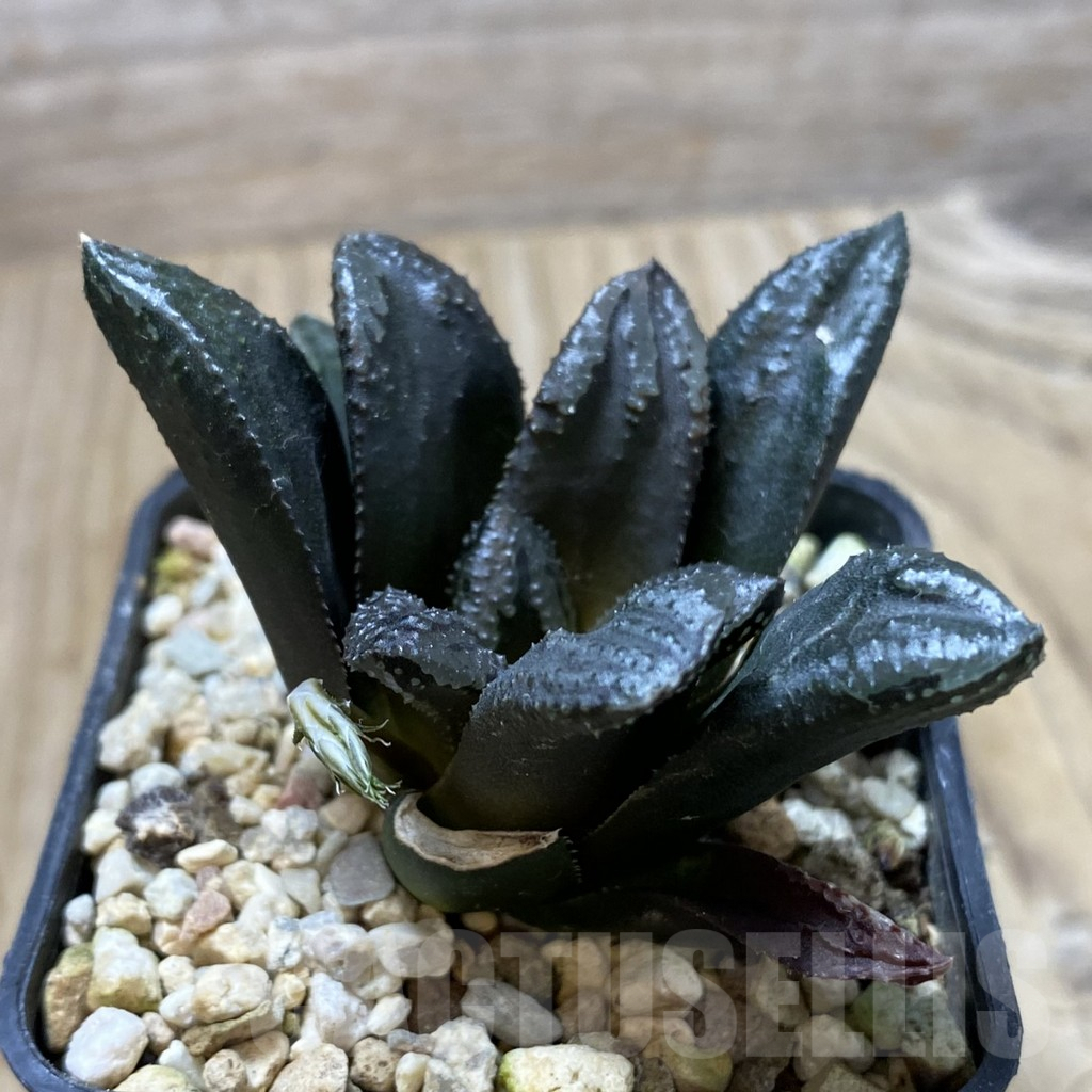 SHPR41363 Haworthia ‘Oniyome’ hybrid - Imagen 2