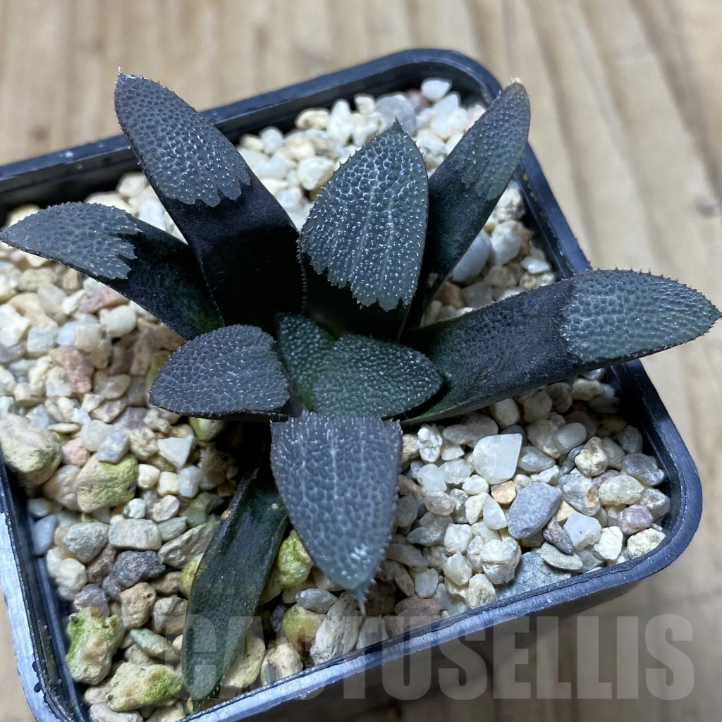 SHPR41364 Haworthia bayeri