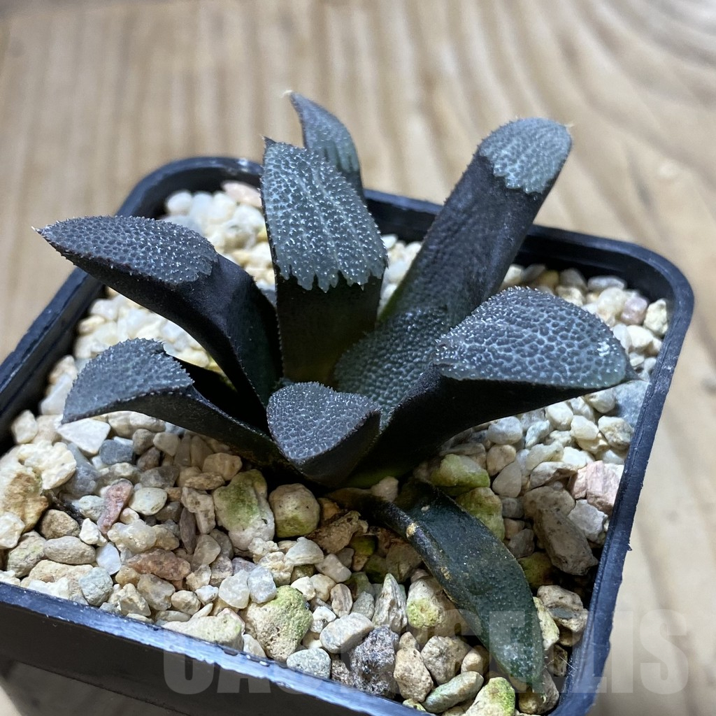 SHPR41364 Haworthia bayeri - Imagen 2
