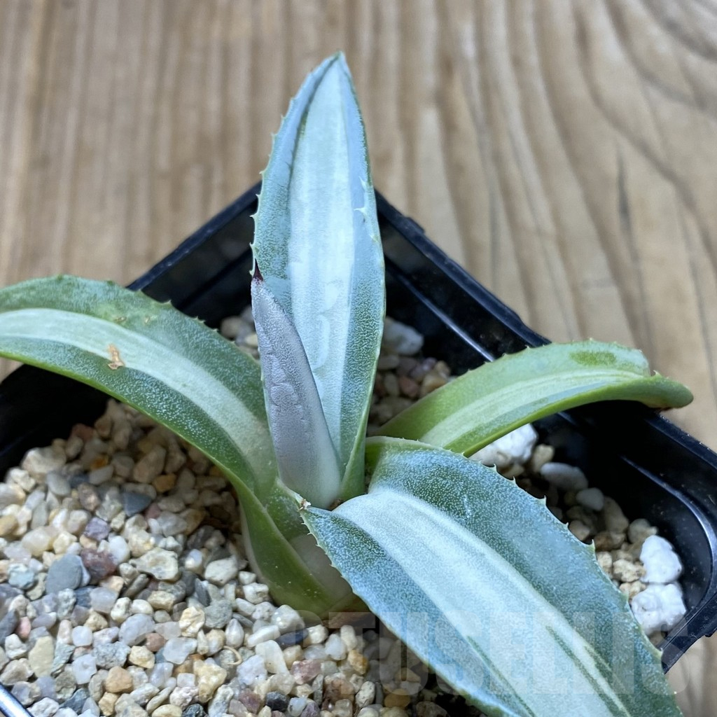 SHPR41302 Agave americana 'Mediopicta Alba'