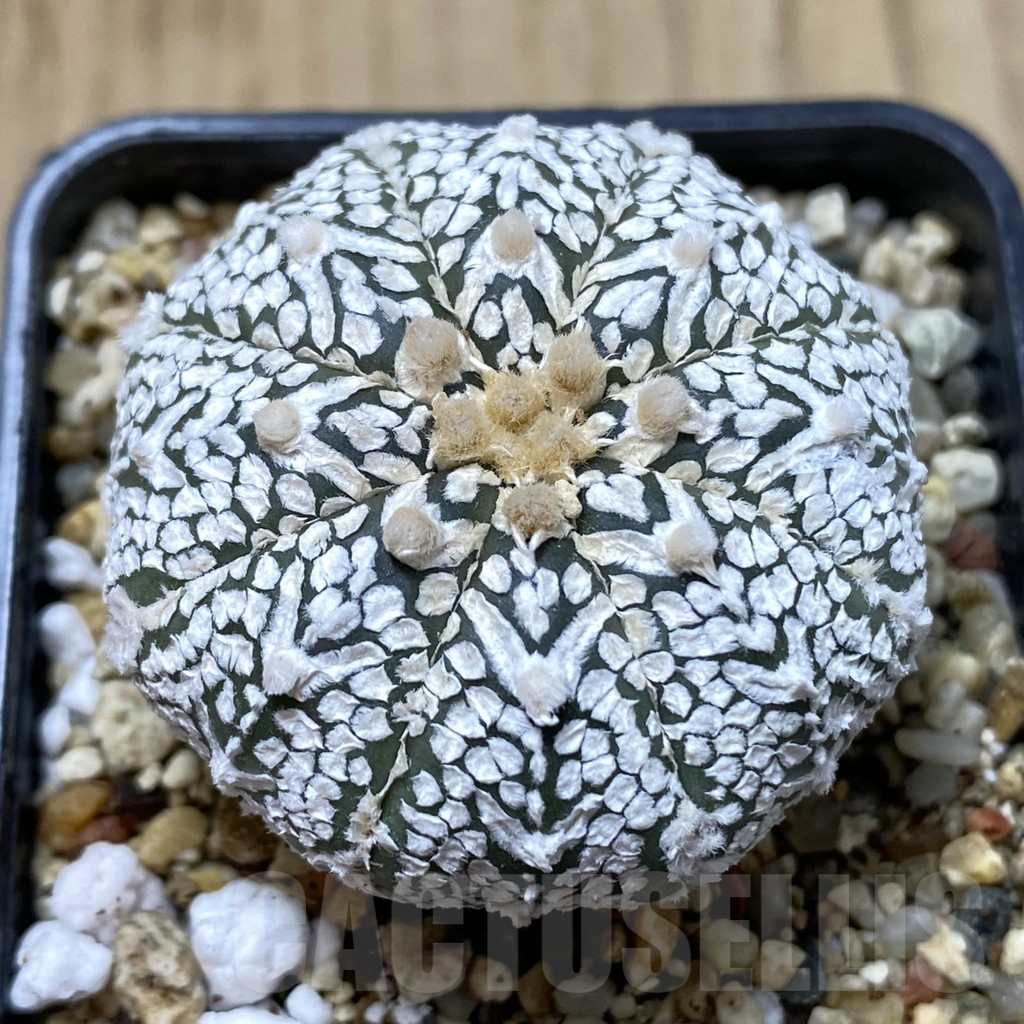 SH1235 Astrophytum asterias ‘Super Kabuto’ V-type