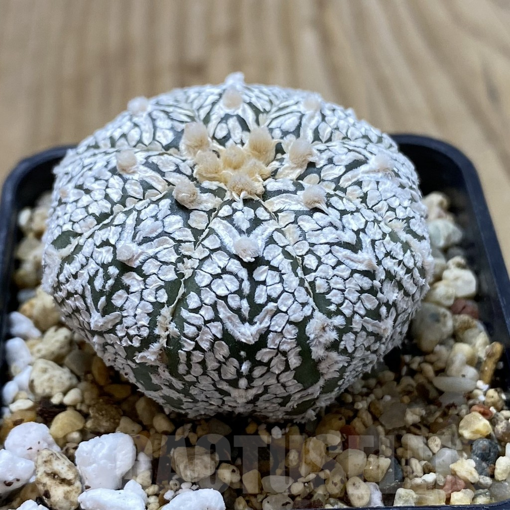 SH1235 Astrophytum asterias ‘Super Kabuto’ V-type - Image 2