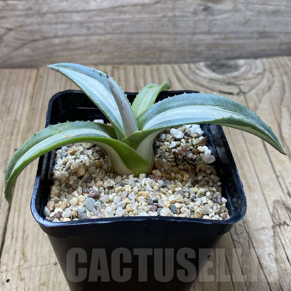 SHPR41302 Agave americana 'Mediopicta Alba' - Obrázek 2