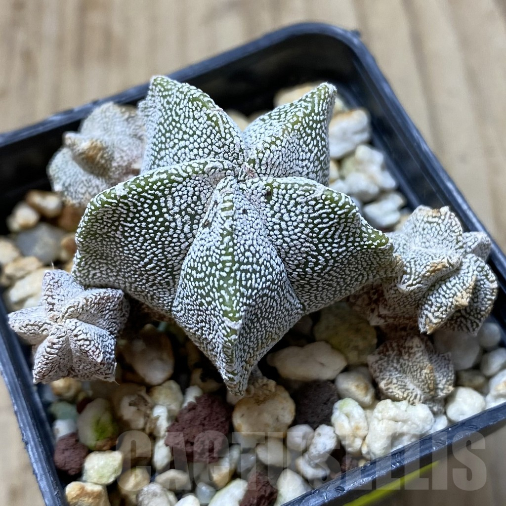 SH1237 Astrophytum myriostigma 'Onzuka' hybrid