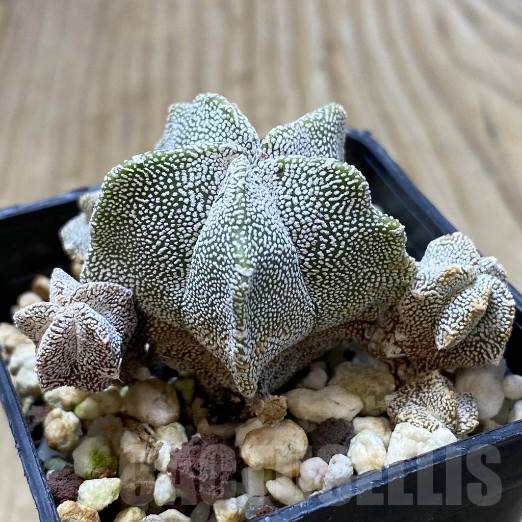 SH1237 Astrophytum myriostigma 'Onzuka' hybrid - immagine 2