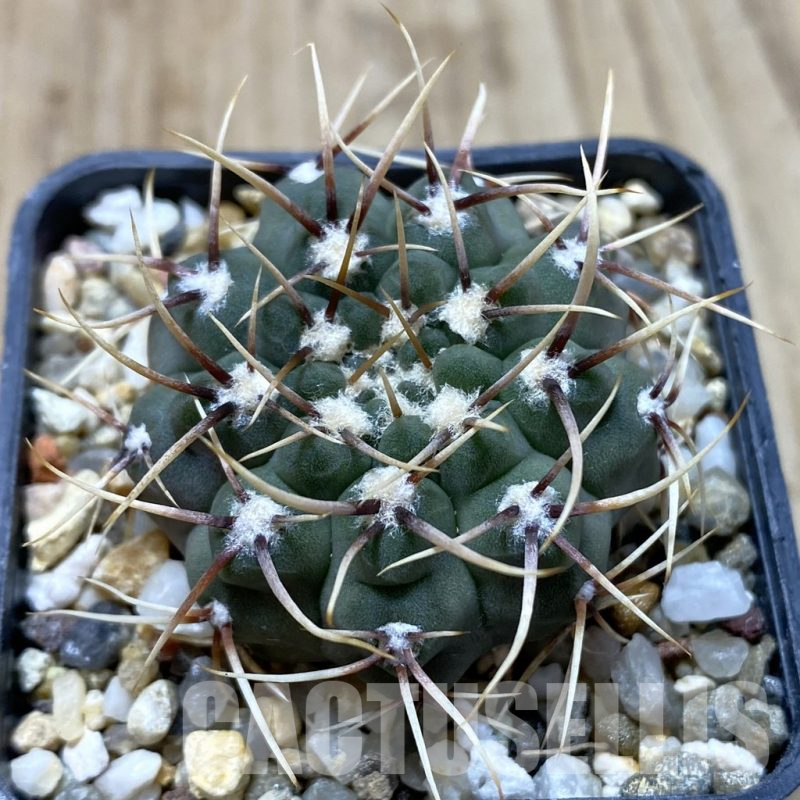 SH1238 Gymnocalycium ochoterenae GN 101-253