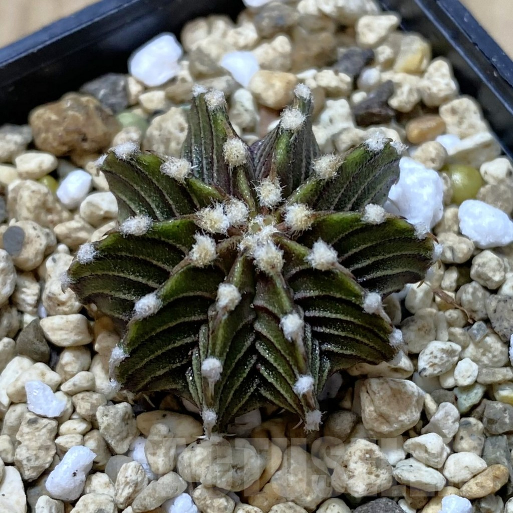 SH1244 Gymnocalycium friedrichii LB 2178
