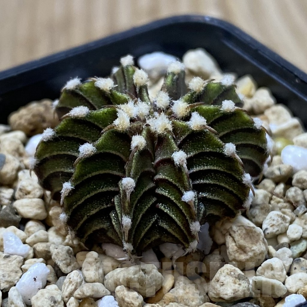 SH1244 Gymnocalycium friedrichii LB 2178 - Image 2