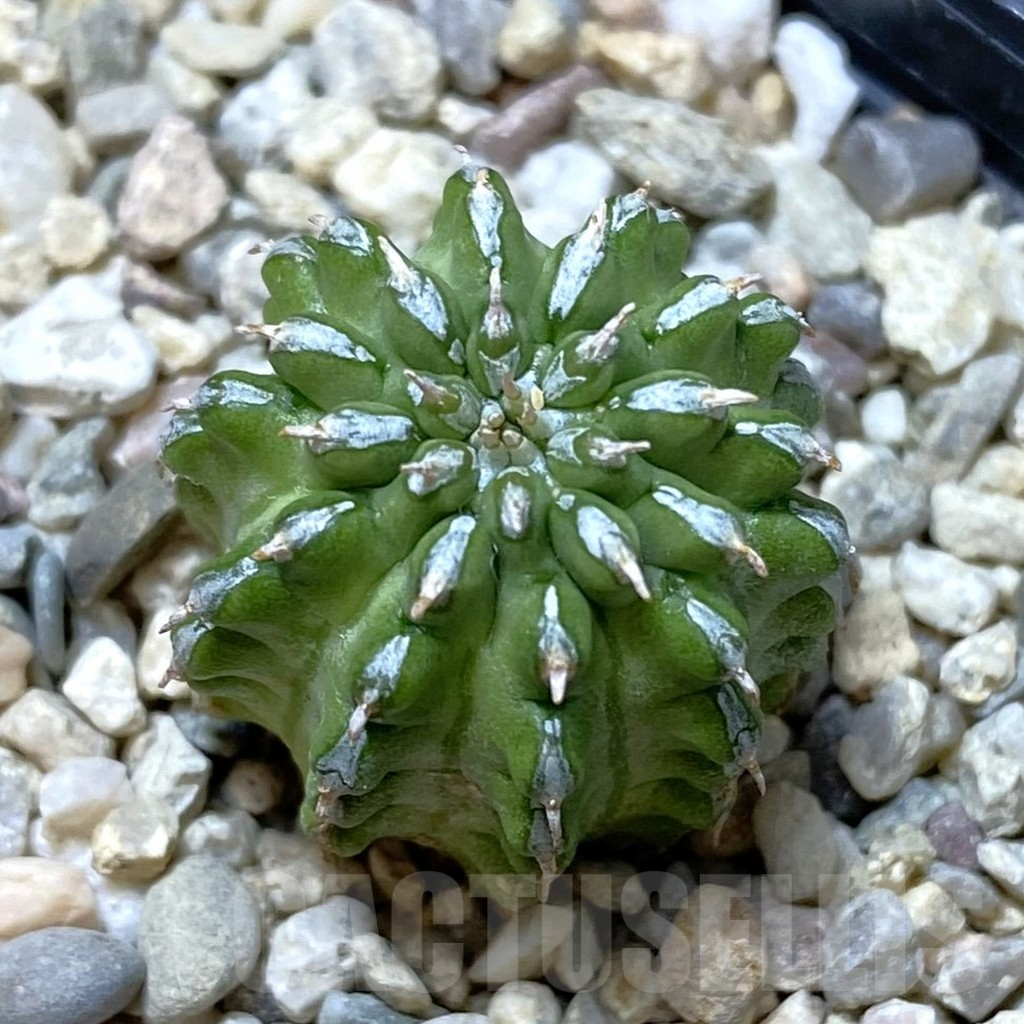 SHPR41330 Euphorbia sepulta