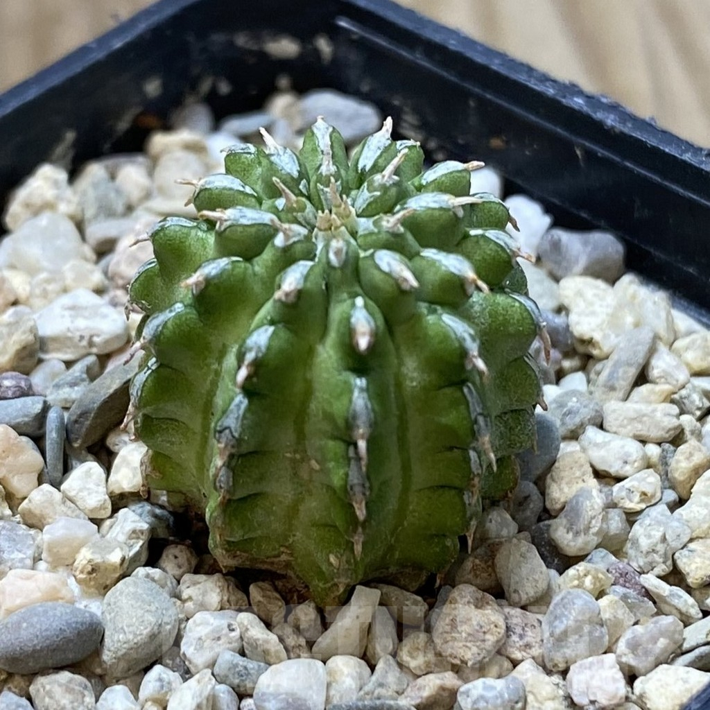 SHPR41330 Euphorbia sepulta - Image 2