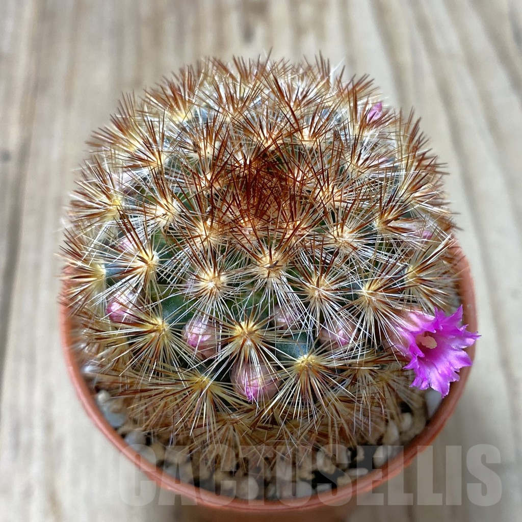 SH1248 Mammillaria carmenae f. rubrispina hybrid