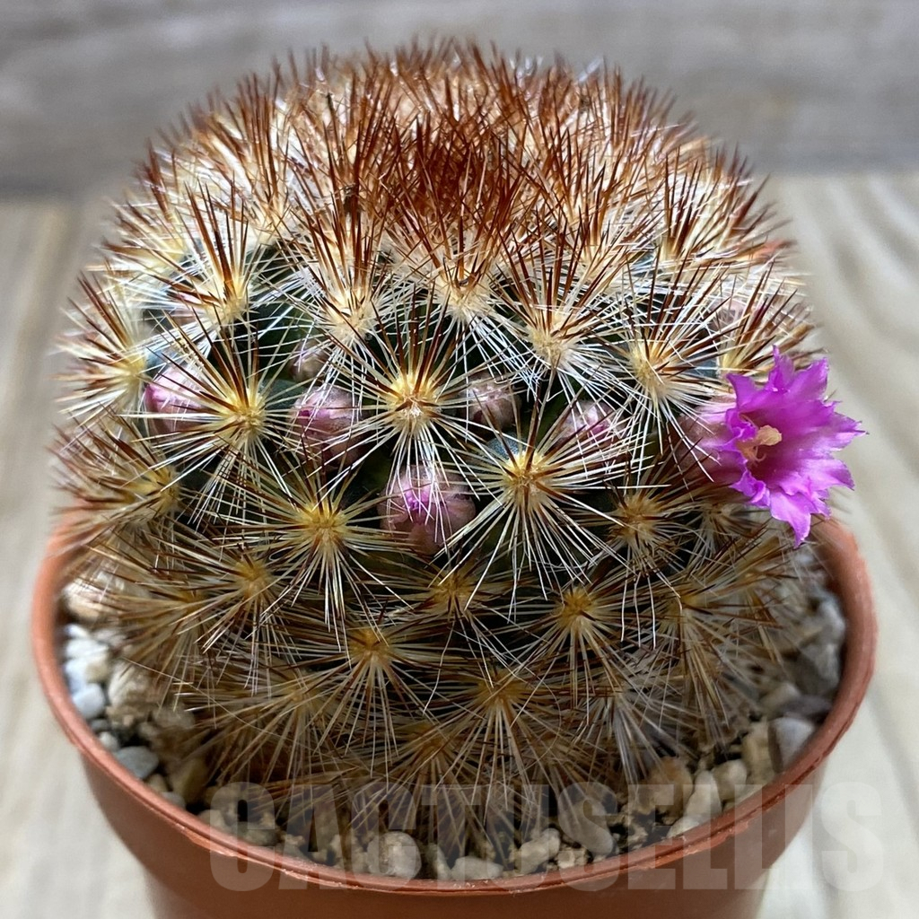 SH1248 Mammillaria carmenae f. rubrispina hybrid - Image 2