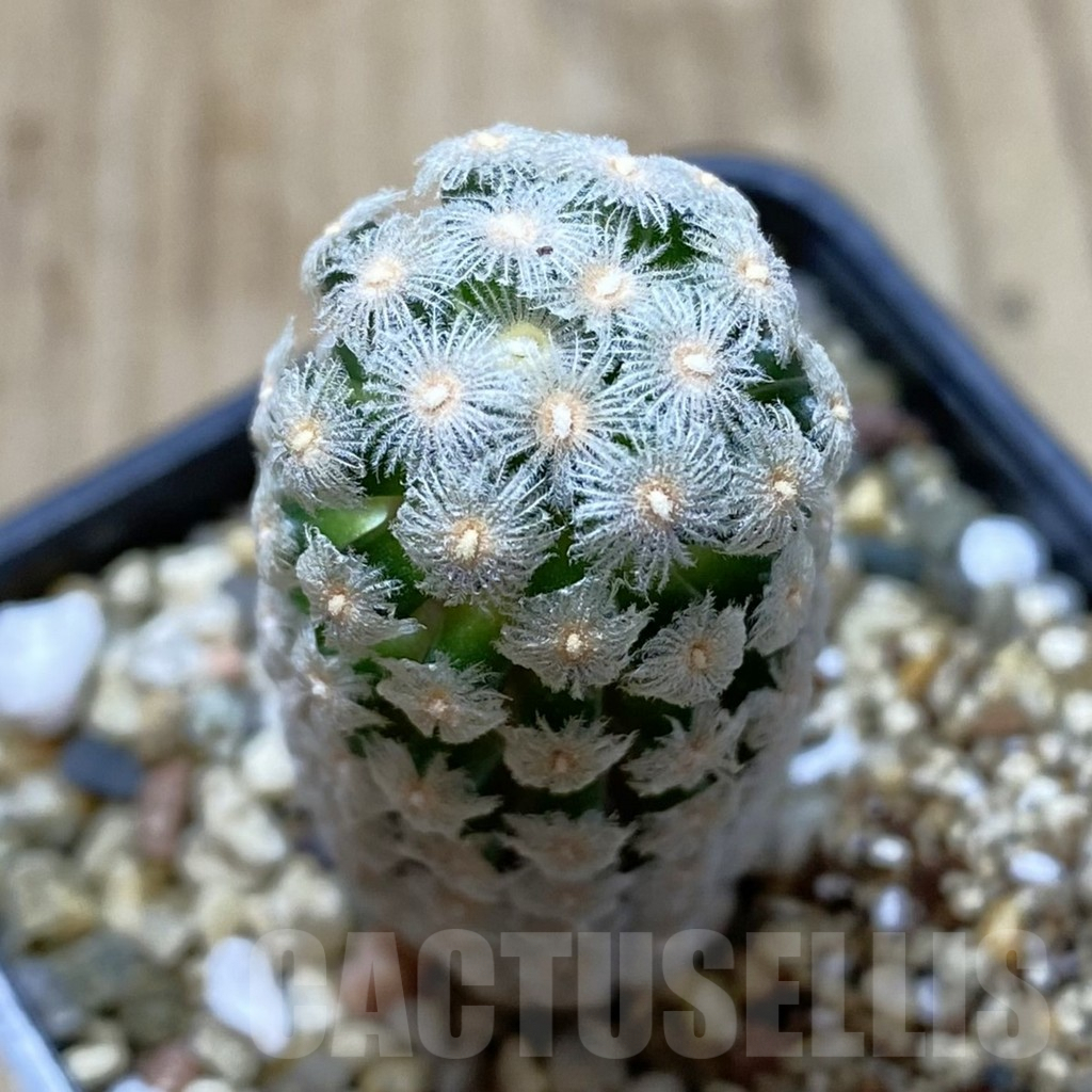 SHPR41334 Mammillaria theresae