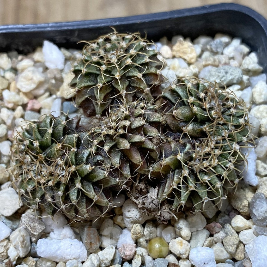 SH2458 Gymnocalycium friedrichii LB f. cristata