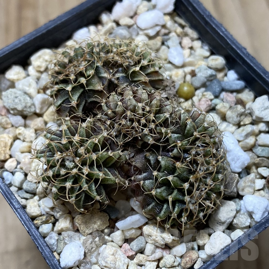 SH2458 Gymnocalycium friedrichii LB f. cristata - Image 2