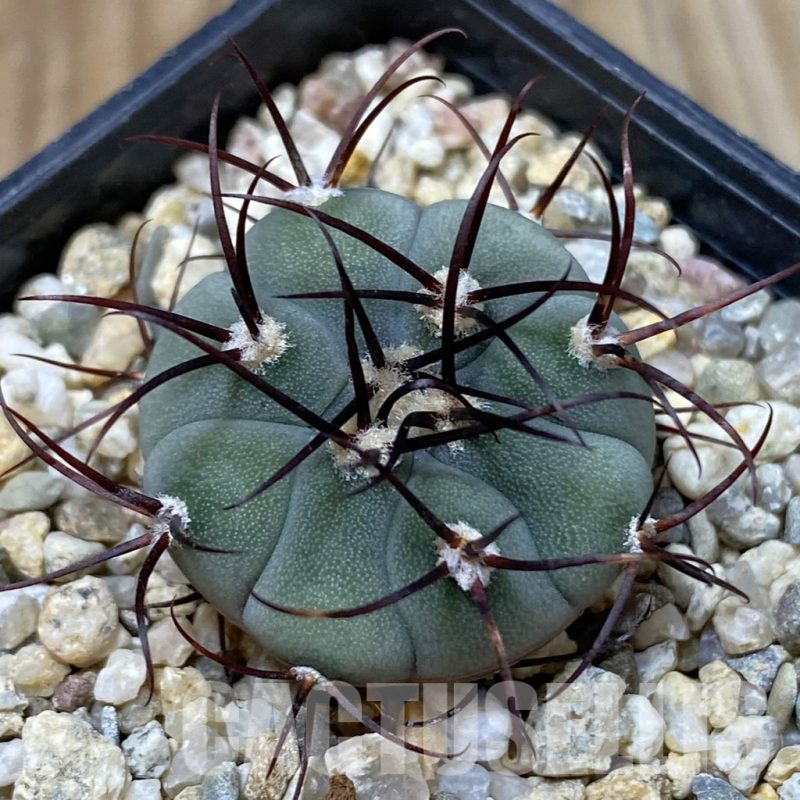 SH2459 Gymnocalycium cabreraense VOS 2122