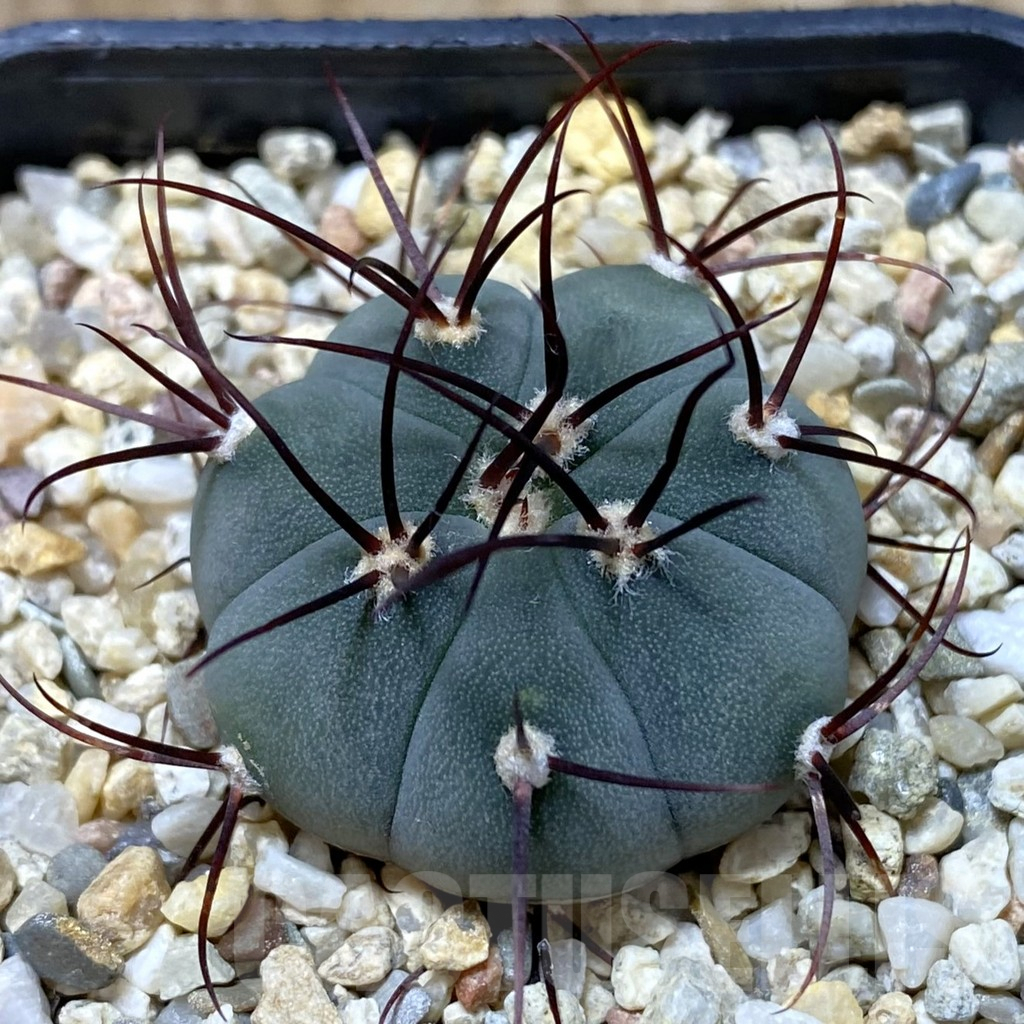 SHPR41607 Gymnocalycium cabreraense VOS 2122