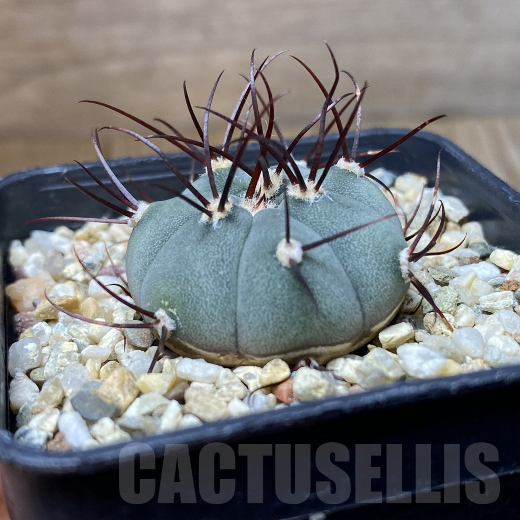 SHPR41607 Gymnocalycium cabreraense VOS 2122 - Зображення 2