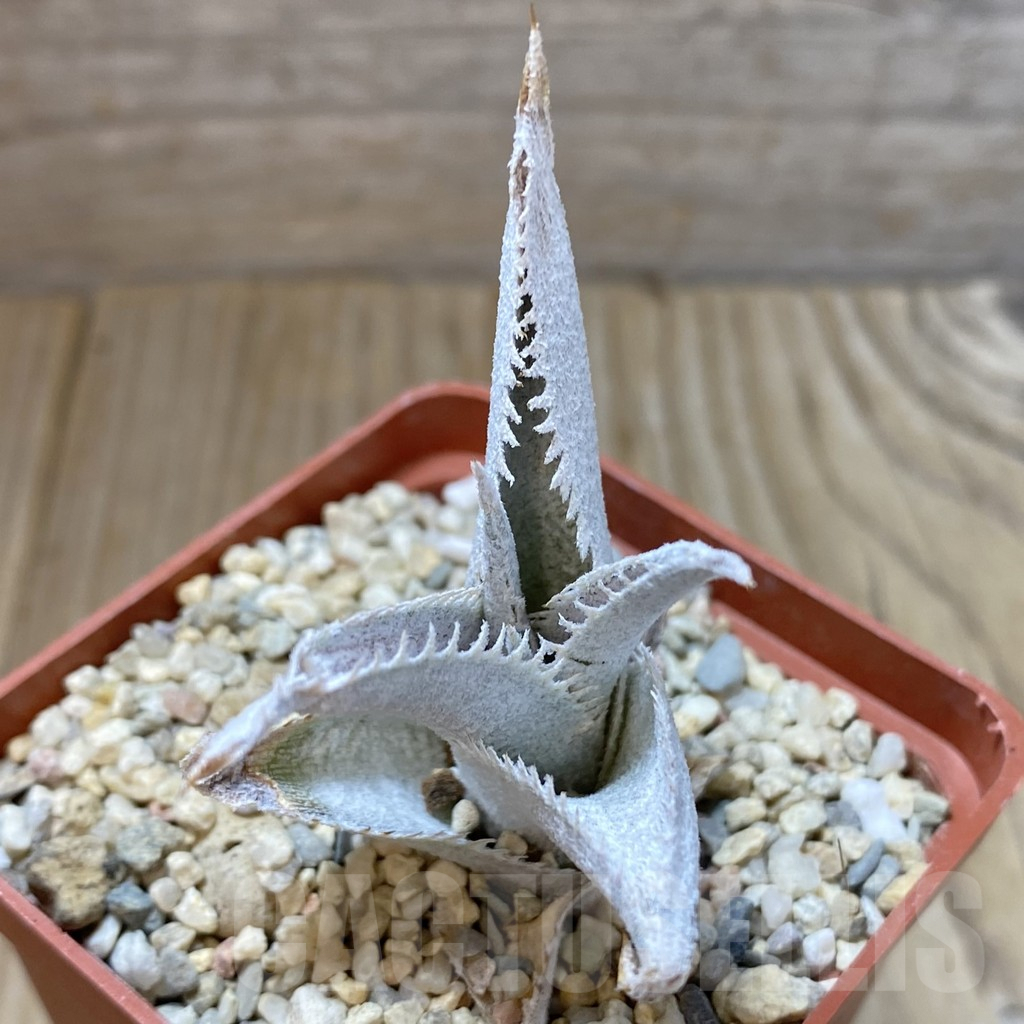 SHPR41610 Dyckia marnier-lapostollei - Obrázek 2