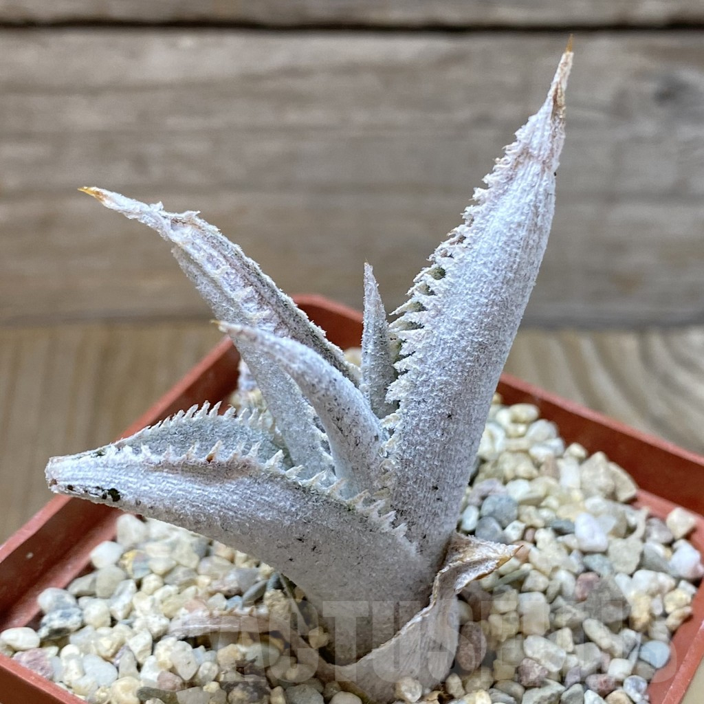 SHPR41610 Dyckia marnier-lapostollei - Obrázek 4