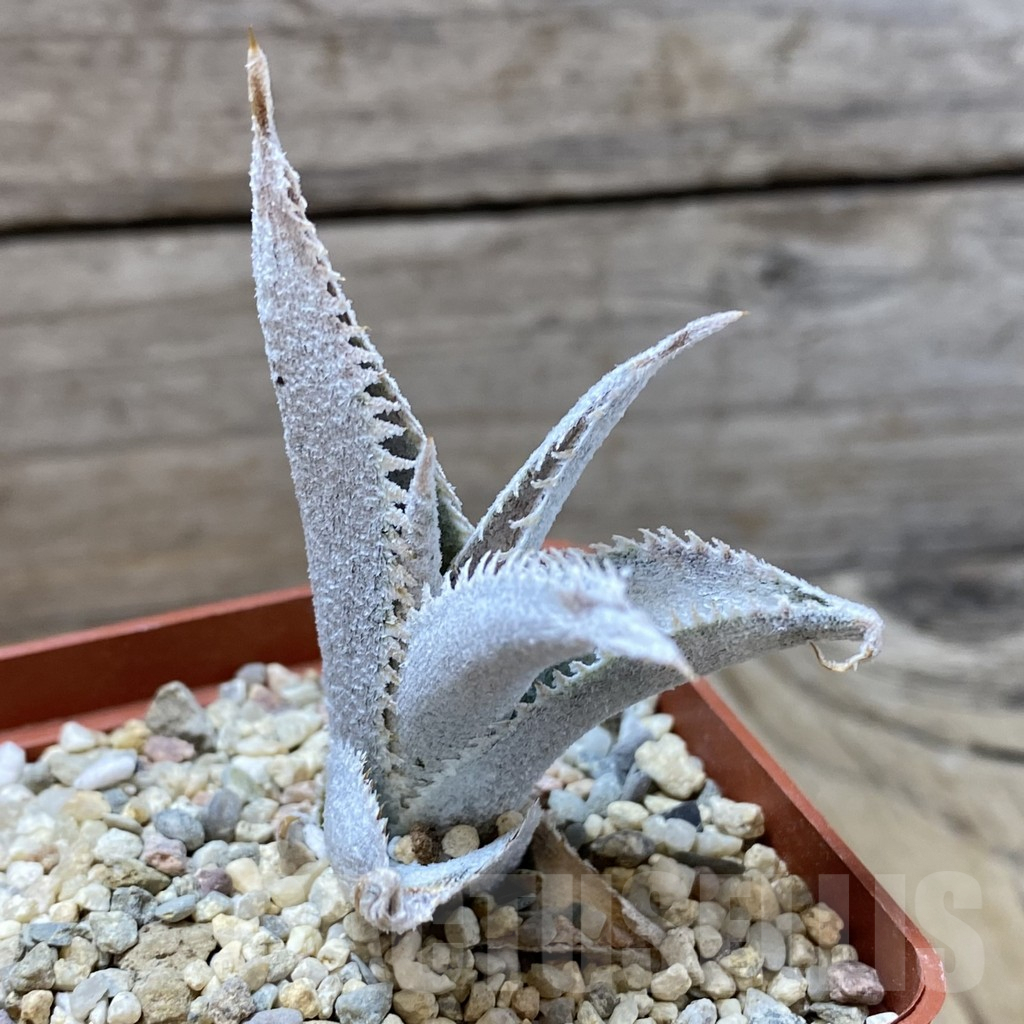 SHPR41610 Dyckia marnier-lapostollei - Obrázek 3